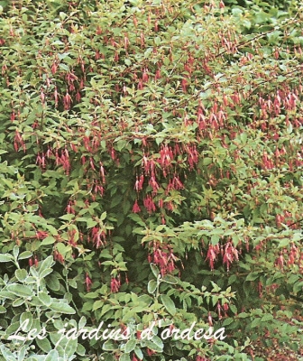 Fuchsia magelanica ricartonii
